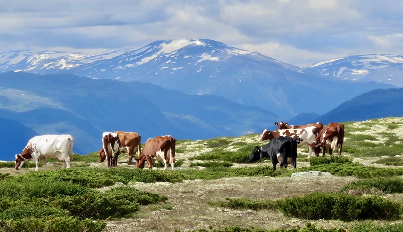Hvernig nýtir Noregur heimildir til tollahækkana til að framfylgja landbúnaðarstefnu sinni?