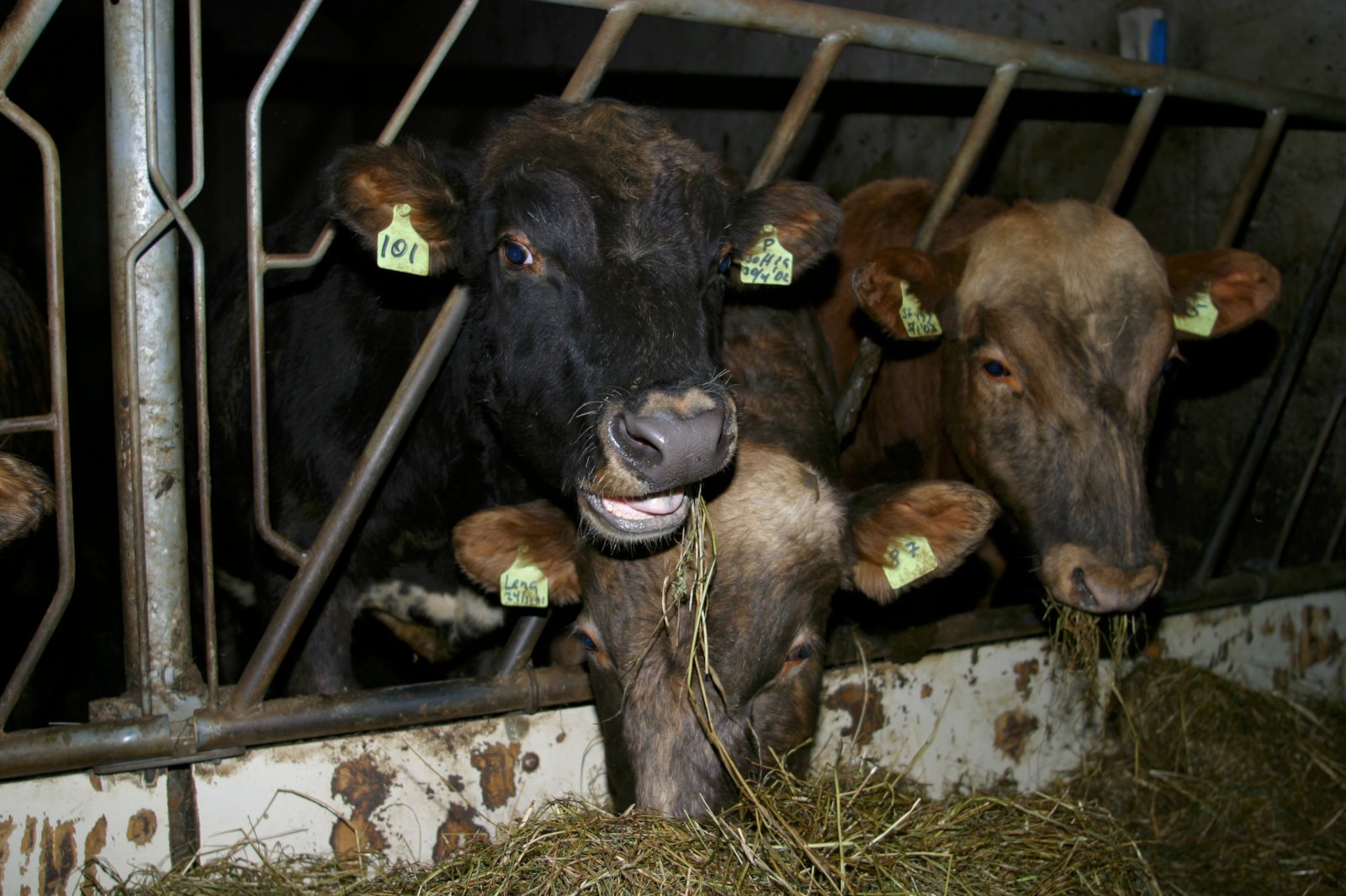 Smitvarnir í landbúnaði