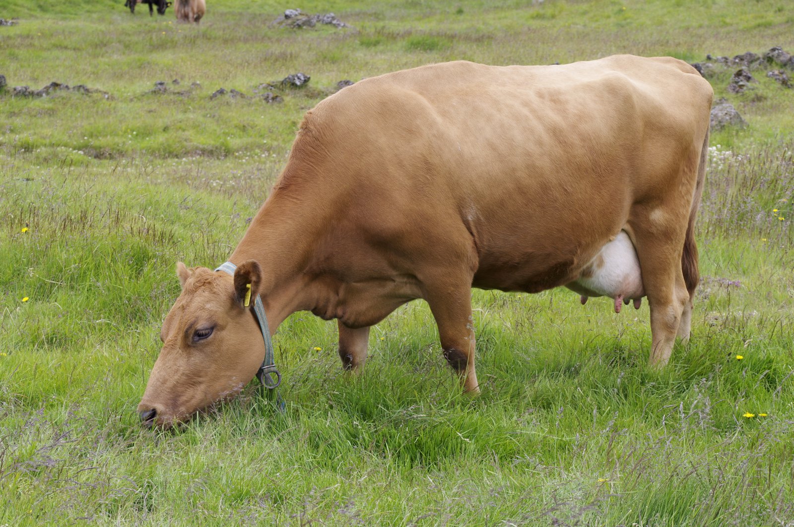 Setjum dýravelferð í fyrsta sæti