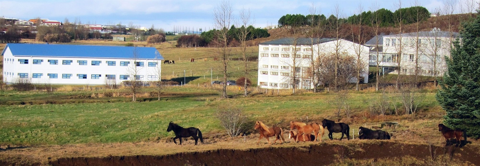 Leit að verndandi arfgerð gegn riðu í sauðfé er engin skyndilausn