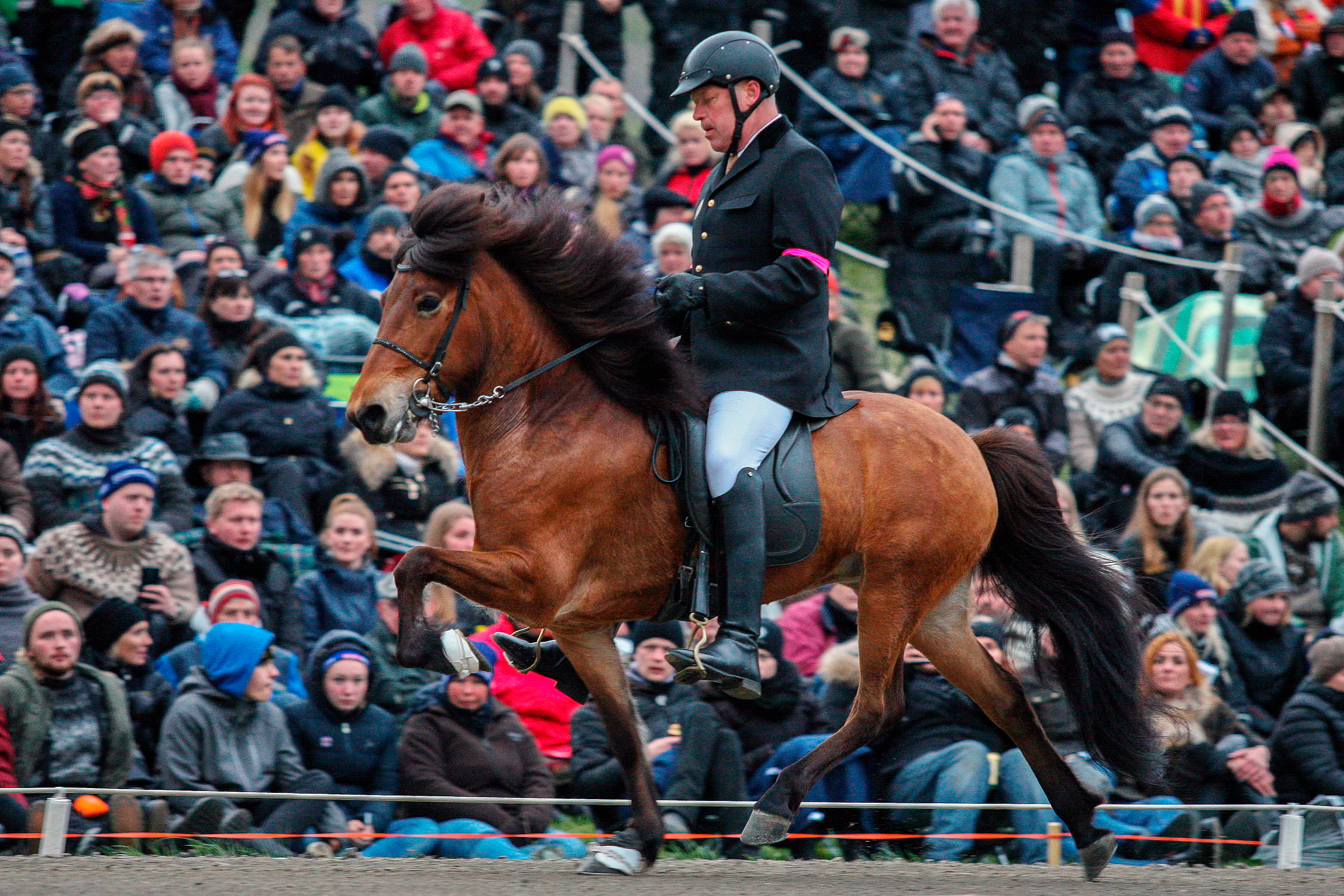 Fjórtán bú tilnefnd sem ræktunarbú ársins 2019