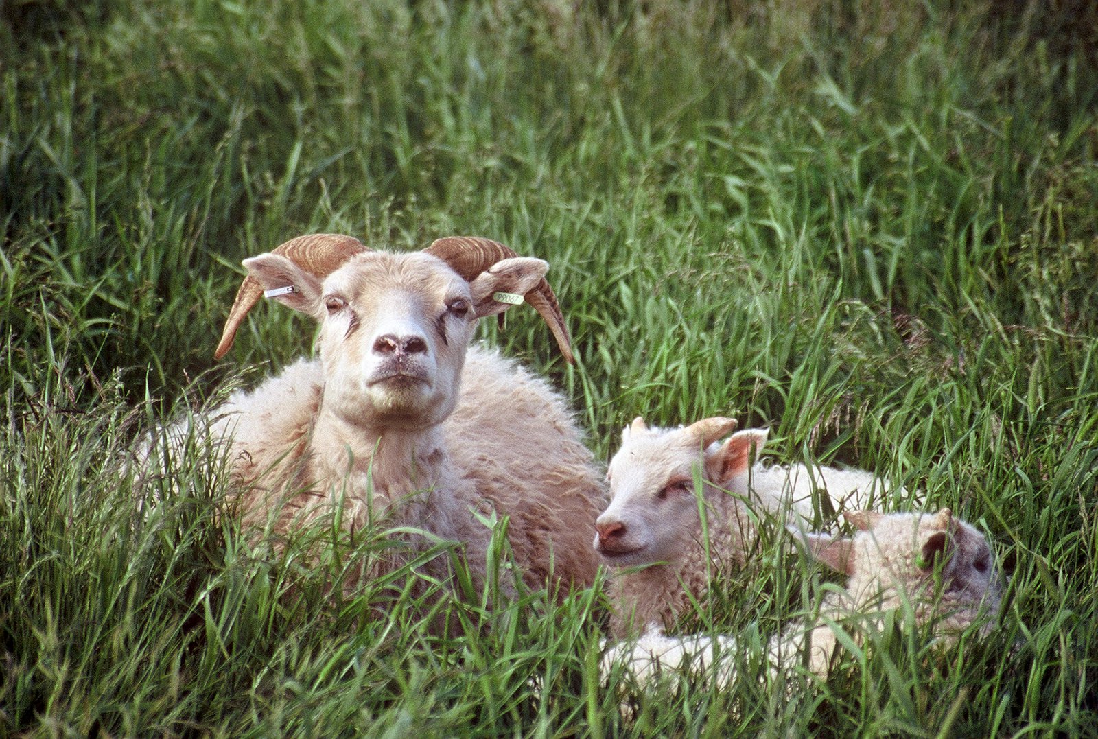 Skráning eyrnamarka og útgáfa markaskráa