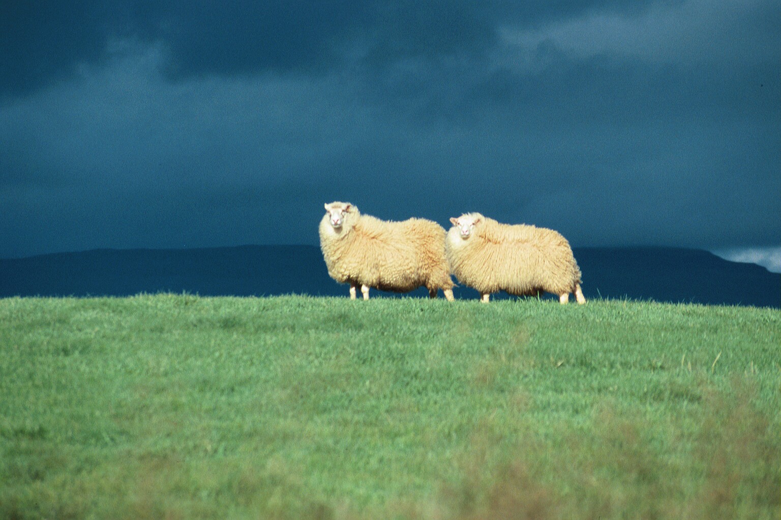 Óvissa sveitarfélaga varðandi smölun á ágangsfé