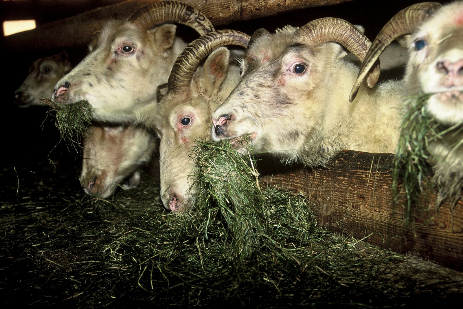 Engar orsakir að finna úr blóðsýnarannsóknum