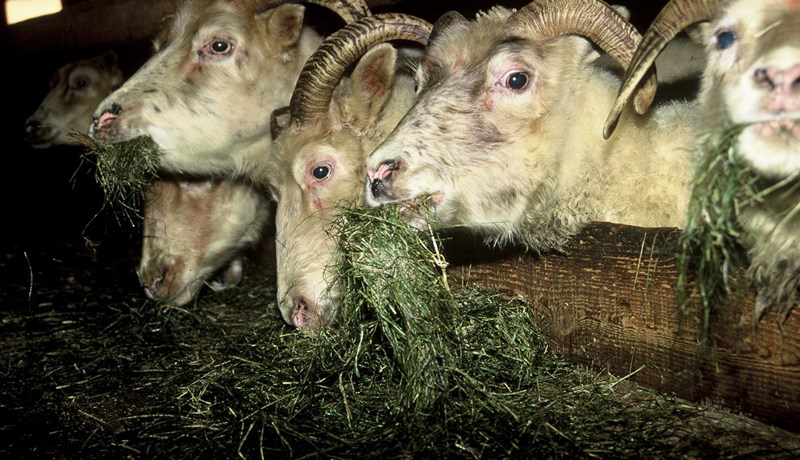 Engar orsakir að finna úr blóðsýnarannsóknum