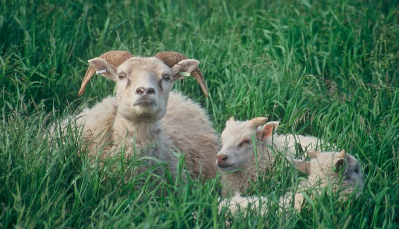 Ræktunarstarfið hefur skilað árangri