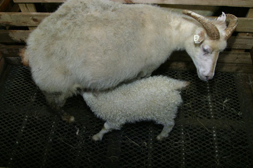 Riðuveiki í Skagafirði