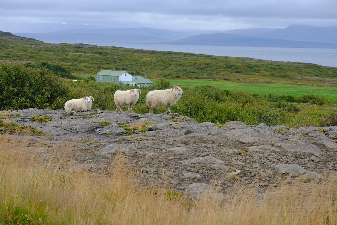 „Ég hef það bara nokkuð gott“