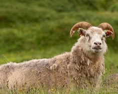 Lausn á vísnagátunni