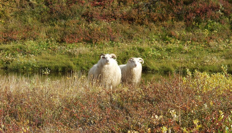 Hvatastyrkir vegna riðuarfgerðargreininga 2025