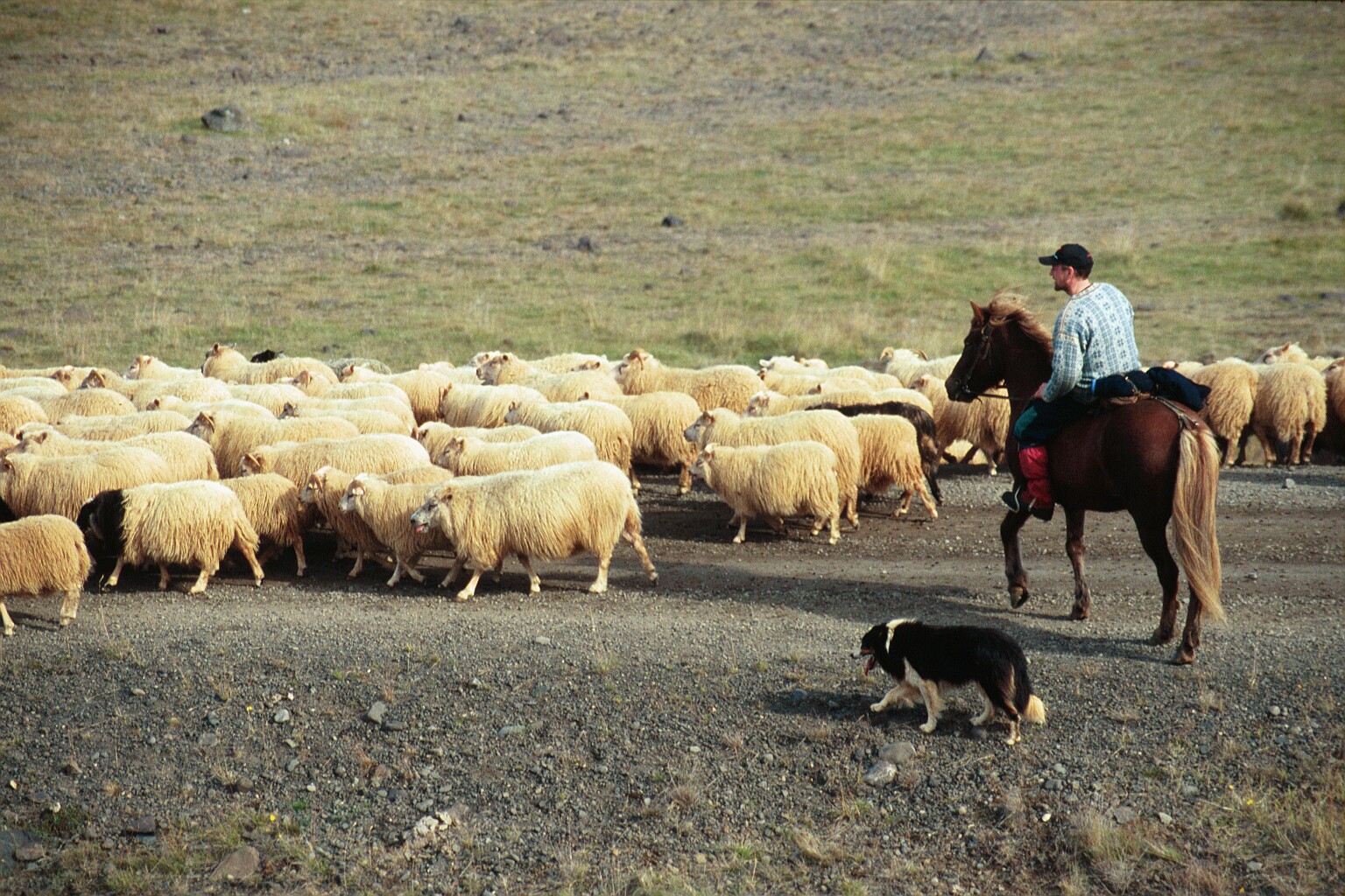 Streita plagar bændur