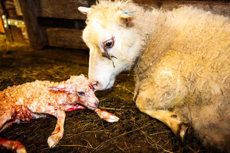Um 200 kindum frá bændum Kirkjuhóli verður lógað vegna sauðfjárriðu. Bændurnir fá að halda eftir þeim gripum sem eru með verndandi arfgerðir gegn sjúkdómnum. Mynd tengist frétt ekki beint. 