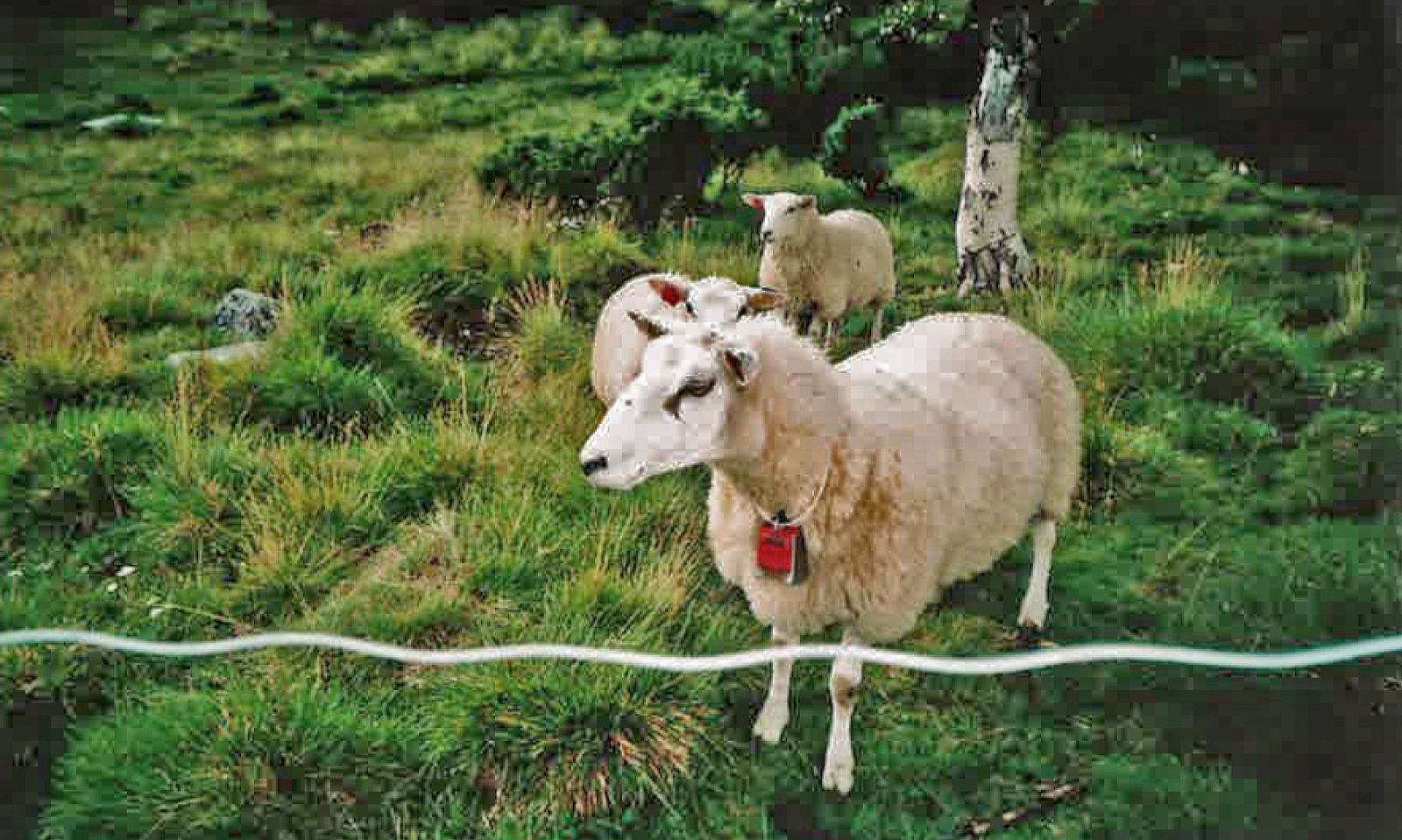 Norrænt samstarf um sauðfjár- og geitfjárrækt – InterNorden