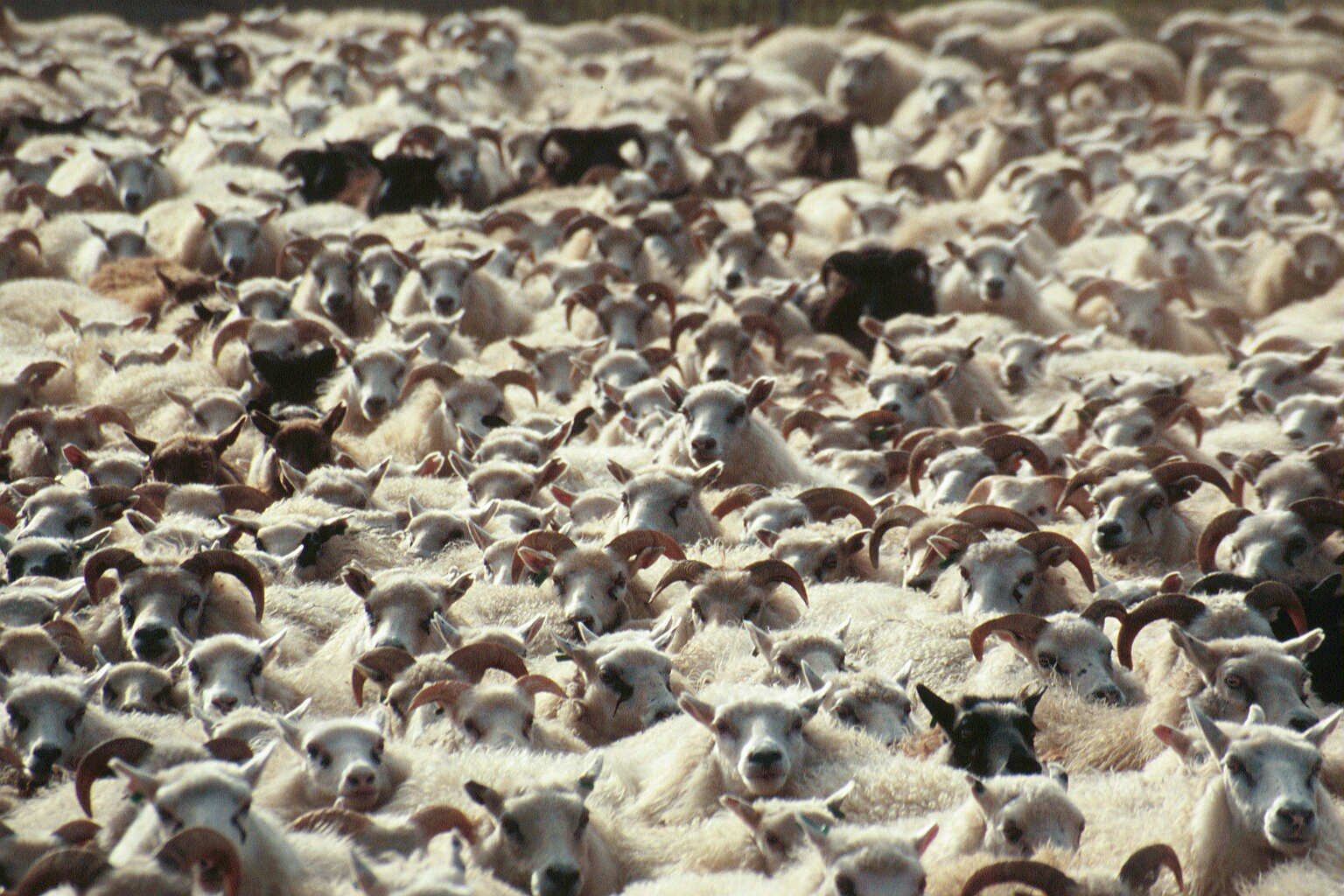 Þátttaka í ræktunar­starfinu að eflast