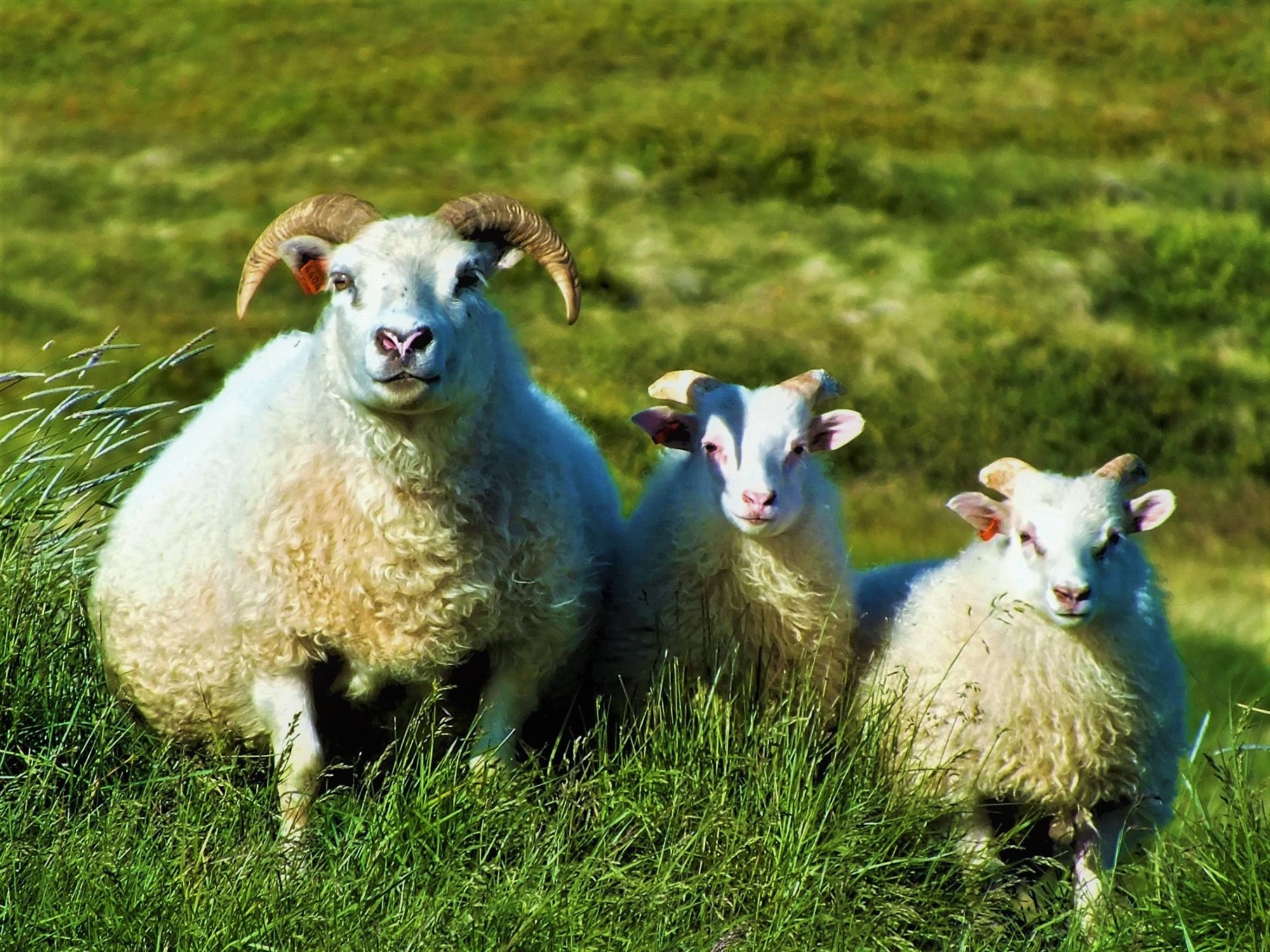 Stöðug fækkun sláturlamba