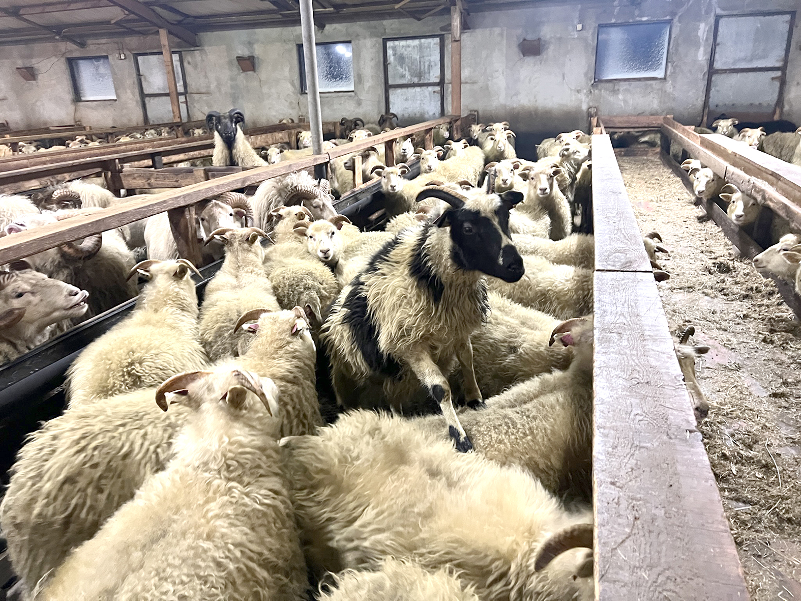 Ekki má mikið út af bera