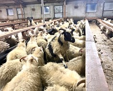 Ræktunarbú ársins, verðlaunahrútar  og verðlaunabú í ræktun gegn riðu