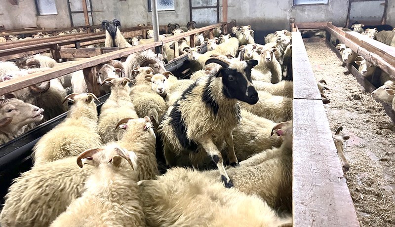 Ekki má mikið út af bera