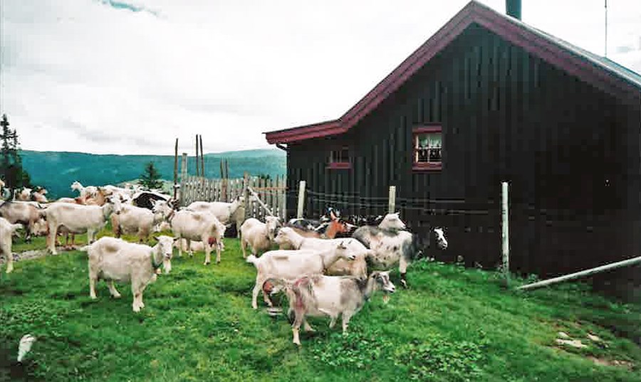 Norrænt samstarf um sauðfjár og geitfjárrækt