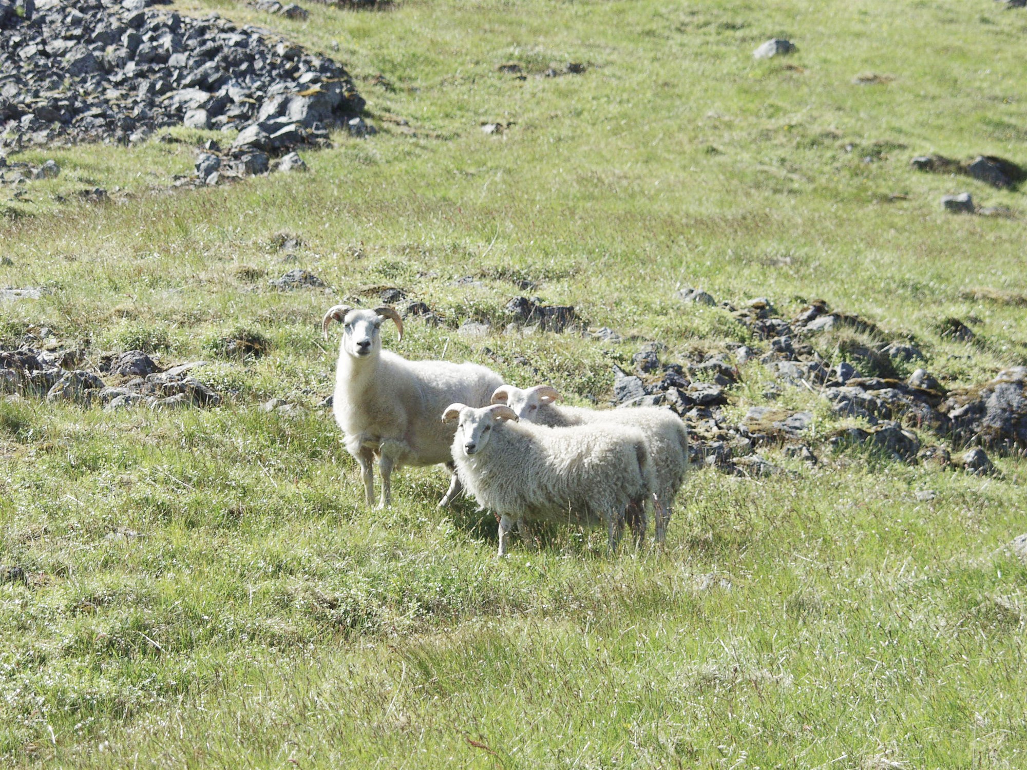 Óviss framtíð lausagöngu