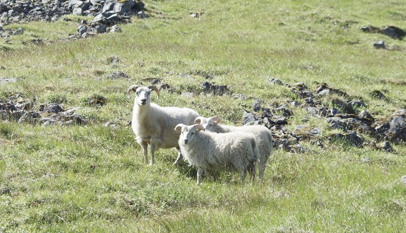 Fæðubótarefni sem inniheldur brodd – óformleg athugun á virkni gegn slefsýki