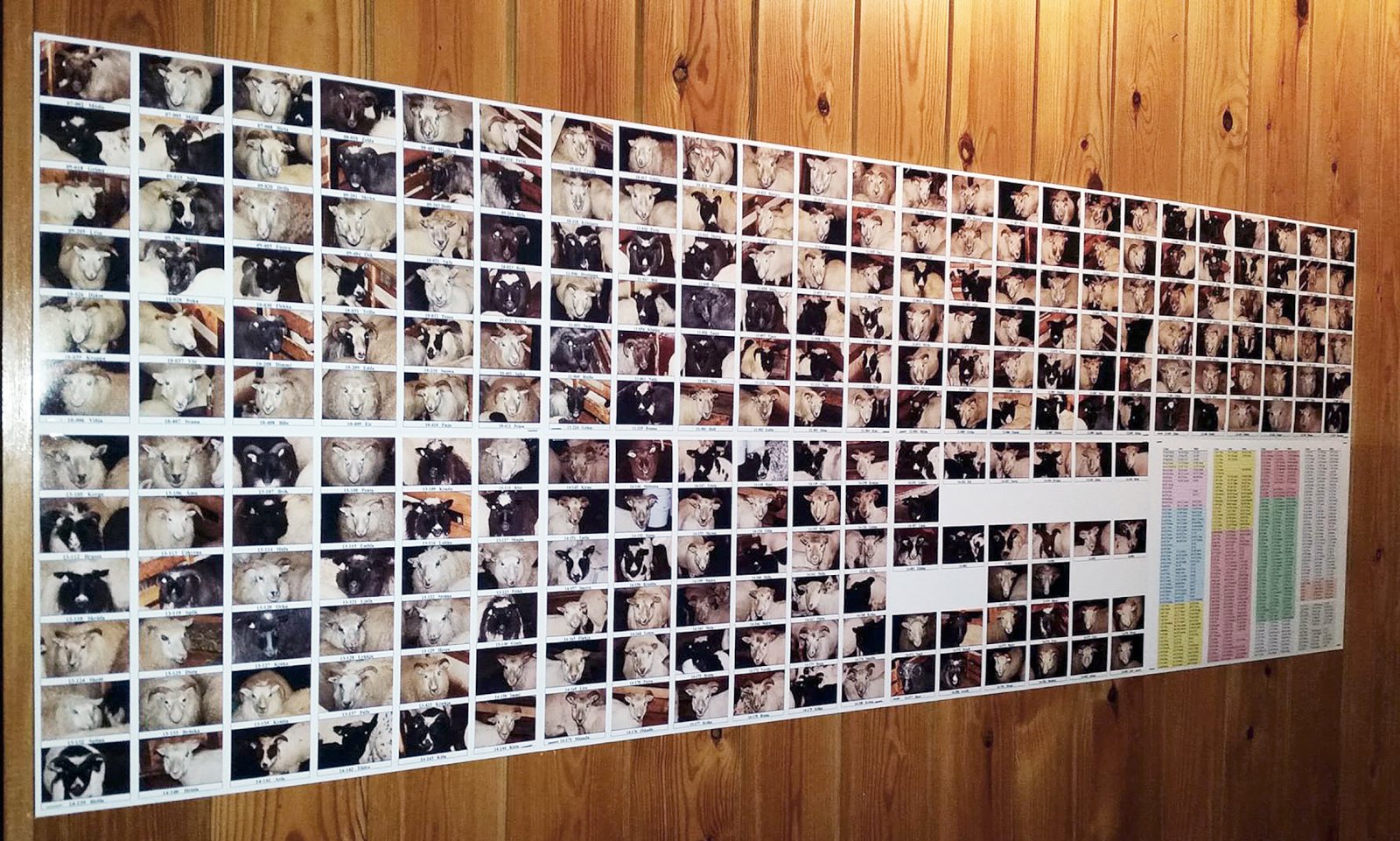 Nafnspjaldamyndir af öllum kindum búsins