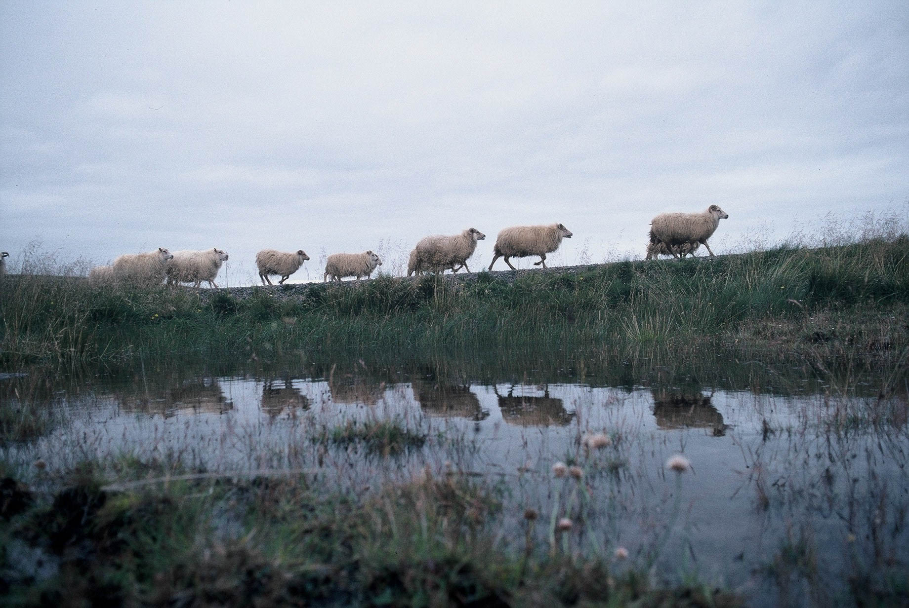 Engin riða í heilasýnum