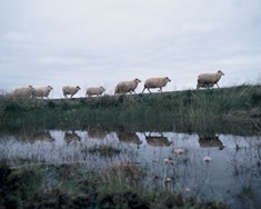 Engin riða í heilasýnum