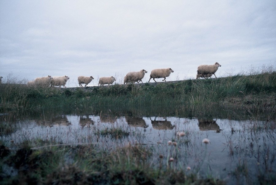 Engin riða í heilasýnum