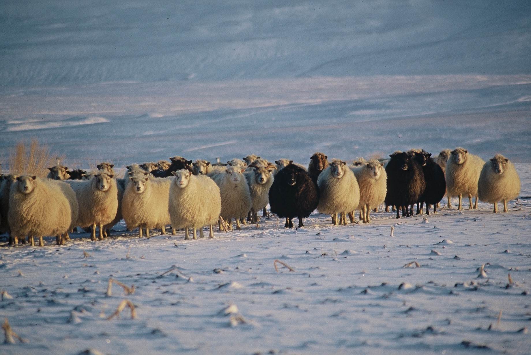 Tillaga um breytta ráðstöfun fjármuna til að mæta rekstrarvanda sauðfjárræktarinnar