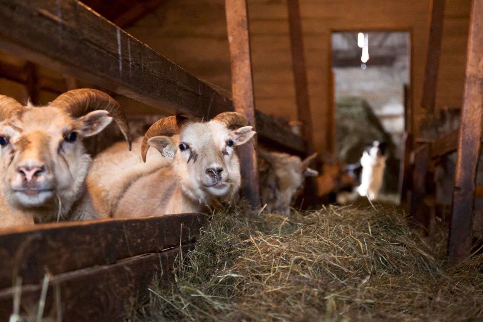 Verðfall – hvað gerist?
