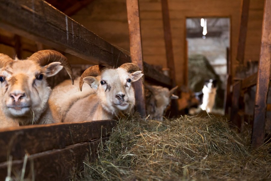 Verðfall – hvað gerist?