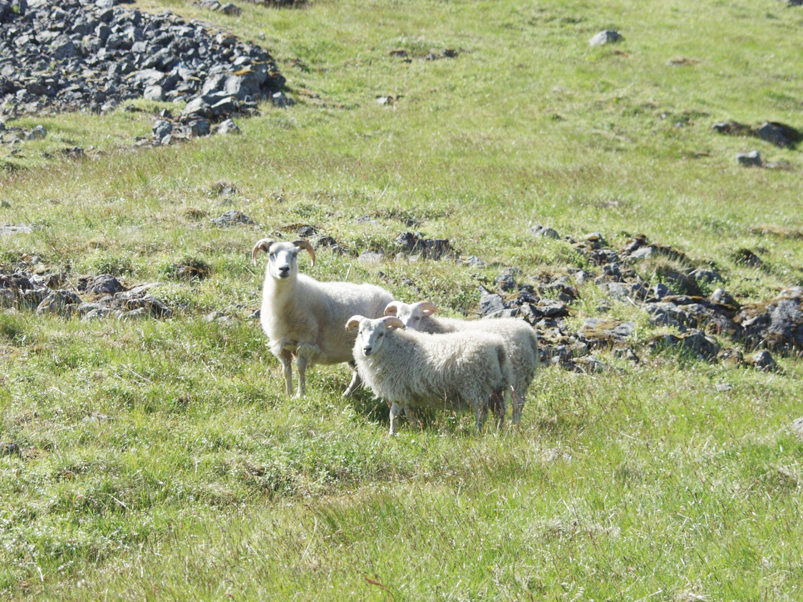 Riðutilfelli í Svarfaðardal