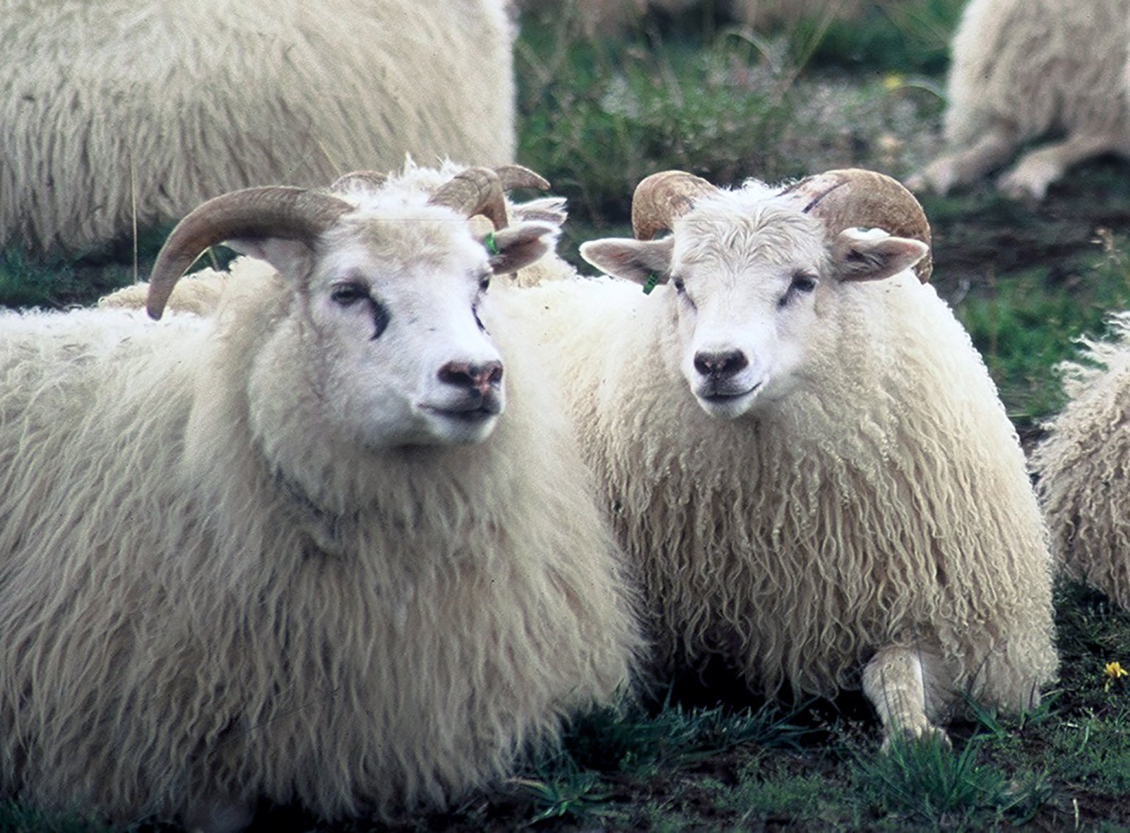 Mikil fækkun sauðfjár