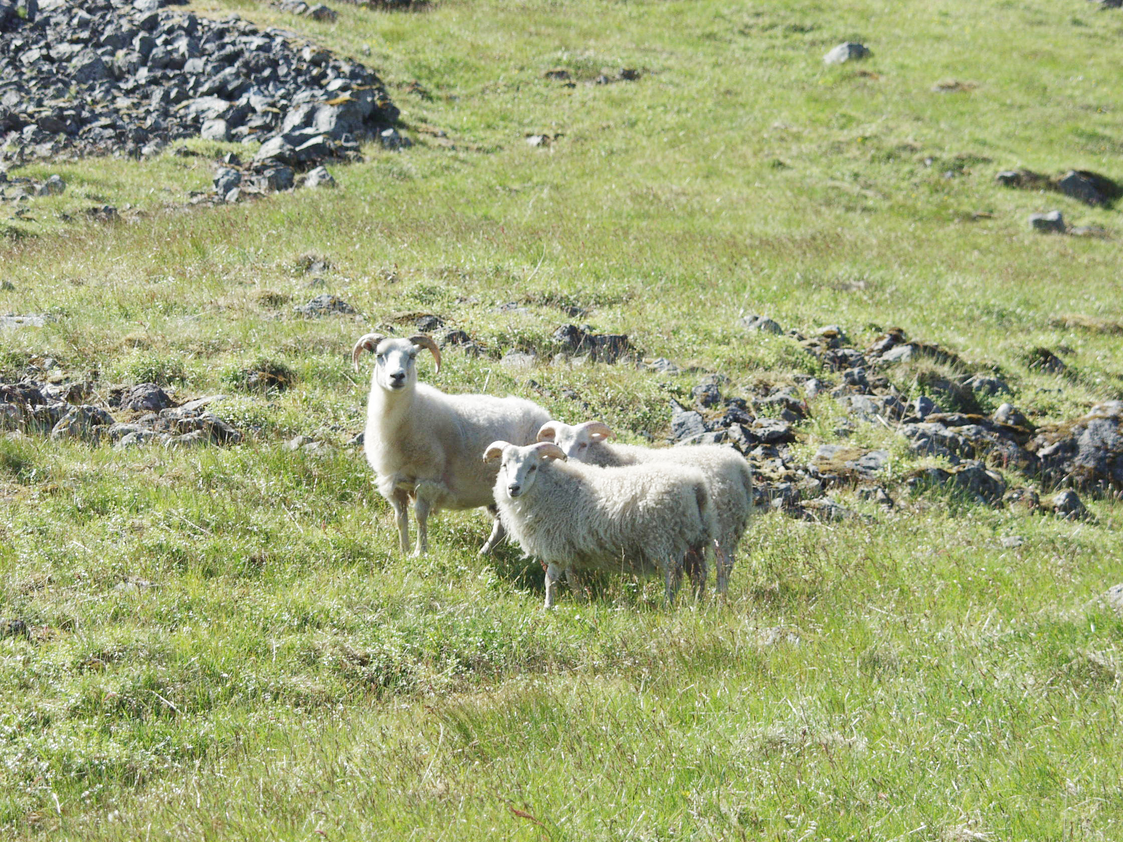 Sauðfjárbændur fokreiðir út í landgræðslustjóra