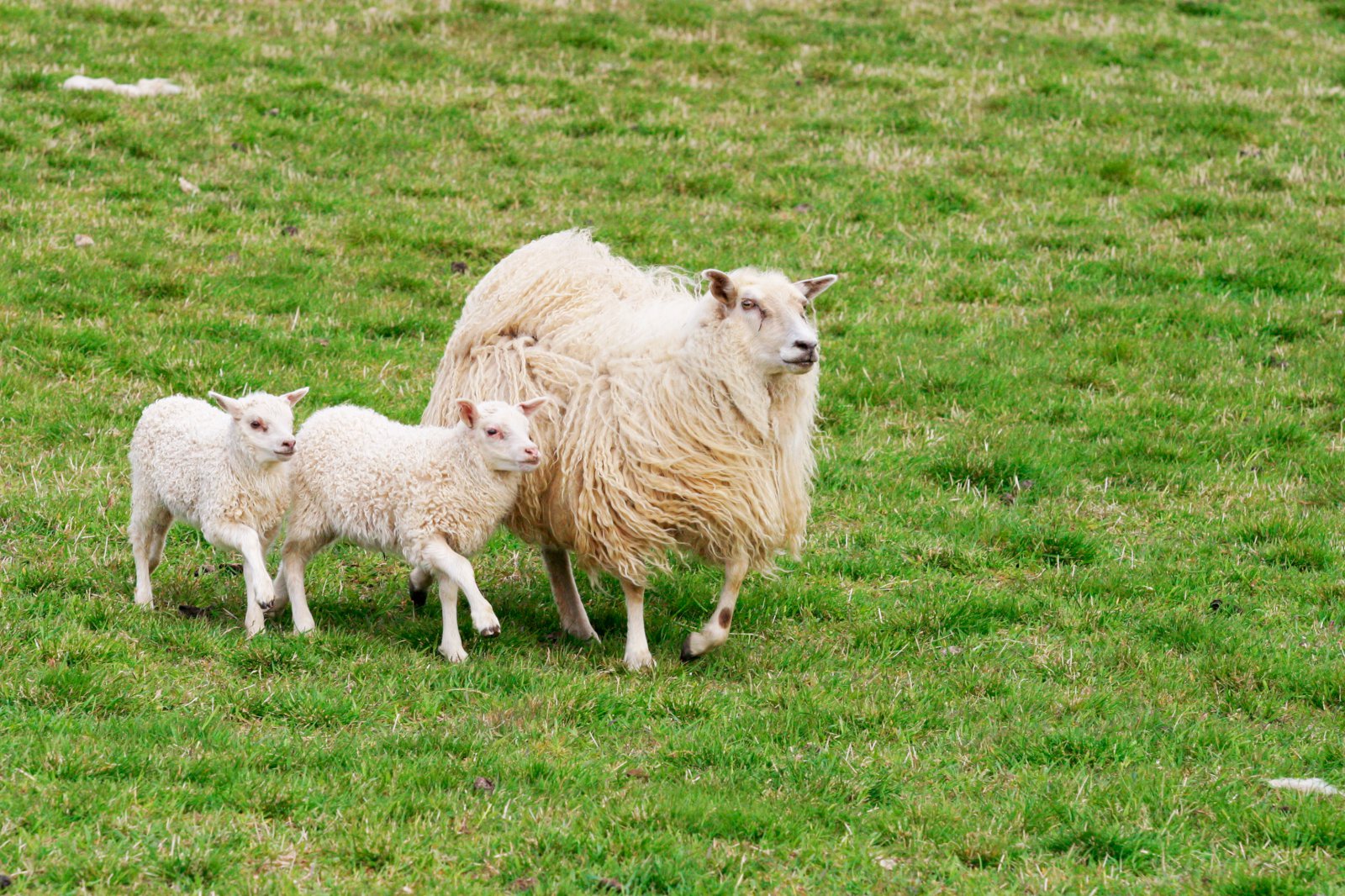 Rannsókn ærdauða vorið 2015 – stoppum ruglið
