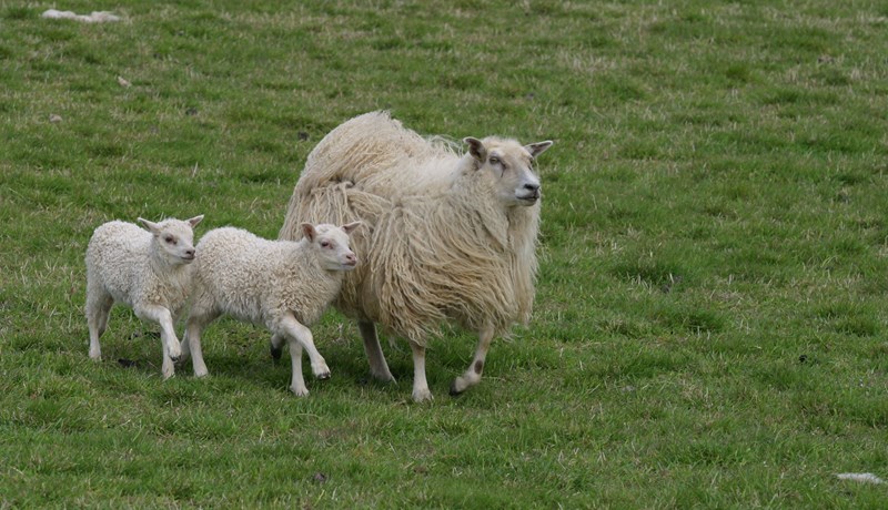 Stuðningsgreiðslur til 277 sauðfjárbænda frestast því vorbókum var ekki skilað