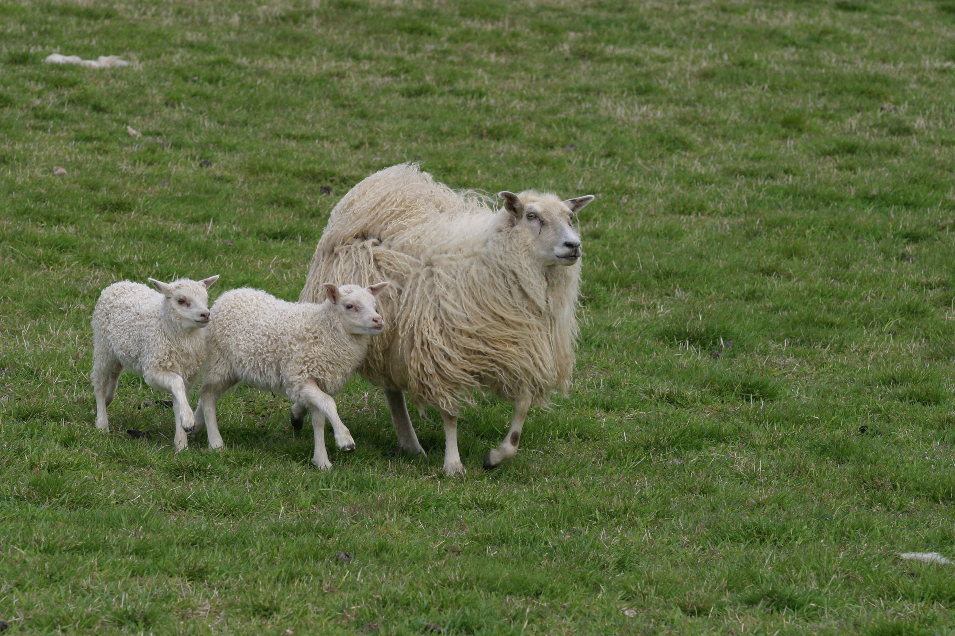 Aðlögunarsamningur í sauðfjárrækt - umsóknarfrestur til 10. september