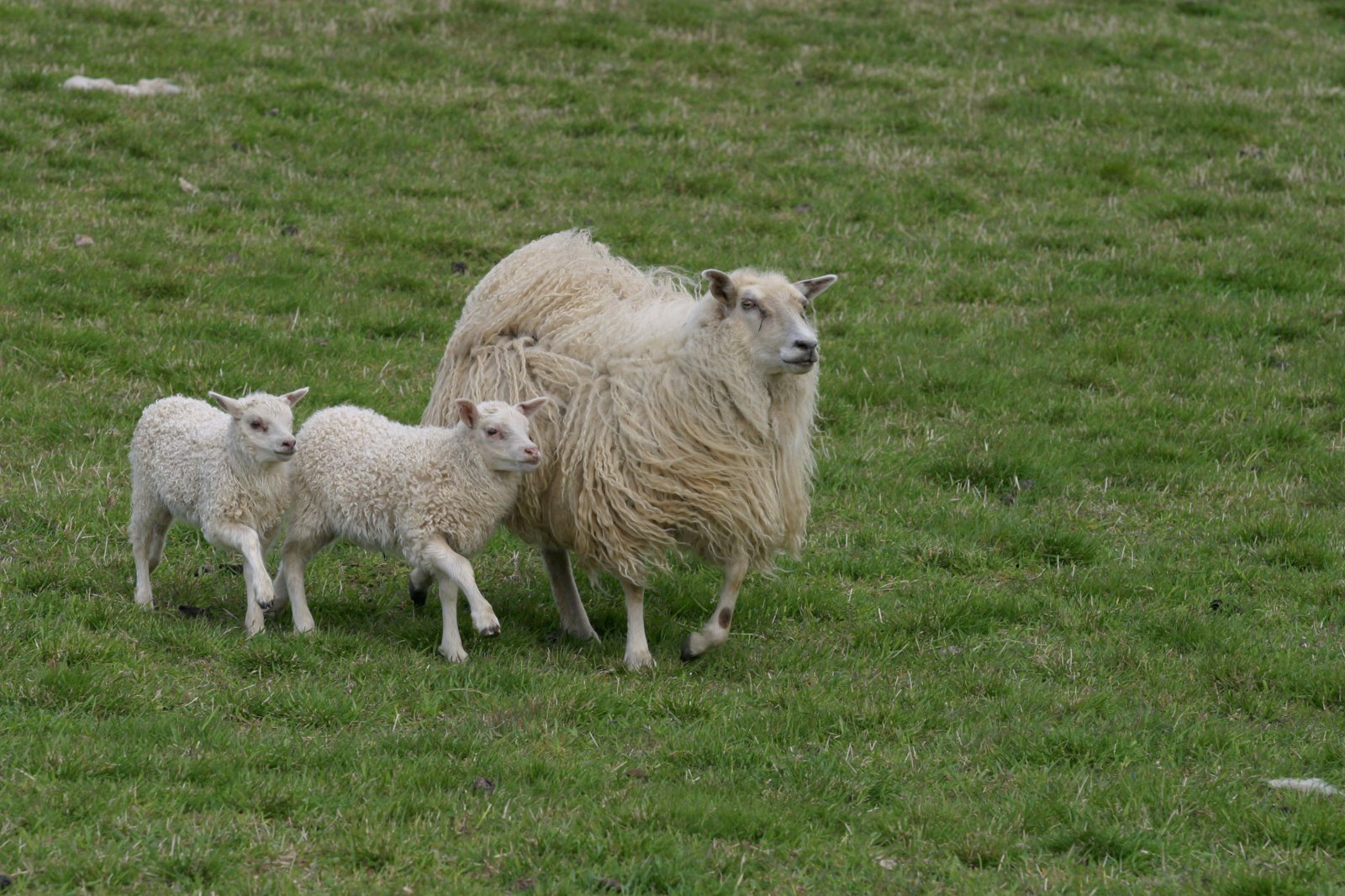 Nokkur orð um erfðir og sjúkdóma búfjár í minningu Stephen Bishop