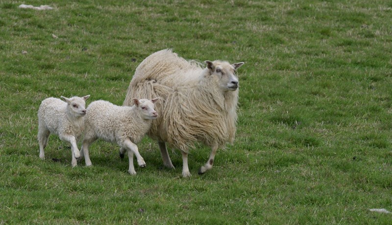 Nokkur orð um erfðir og sjúkdóma búfjár í minningu Stephen Bishop