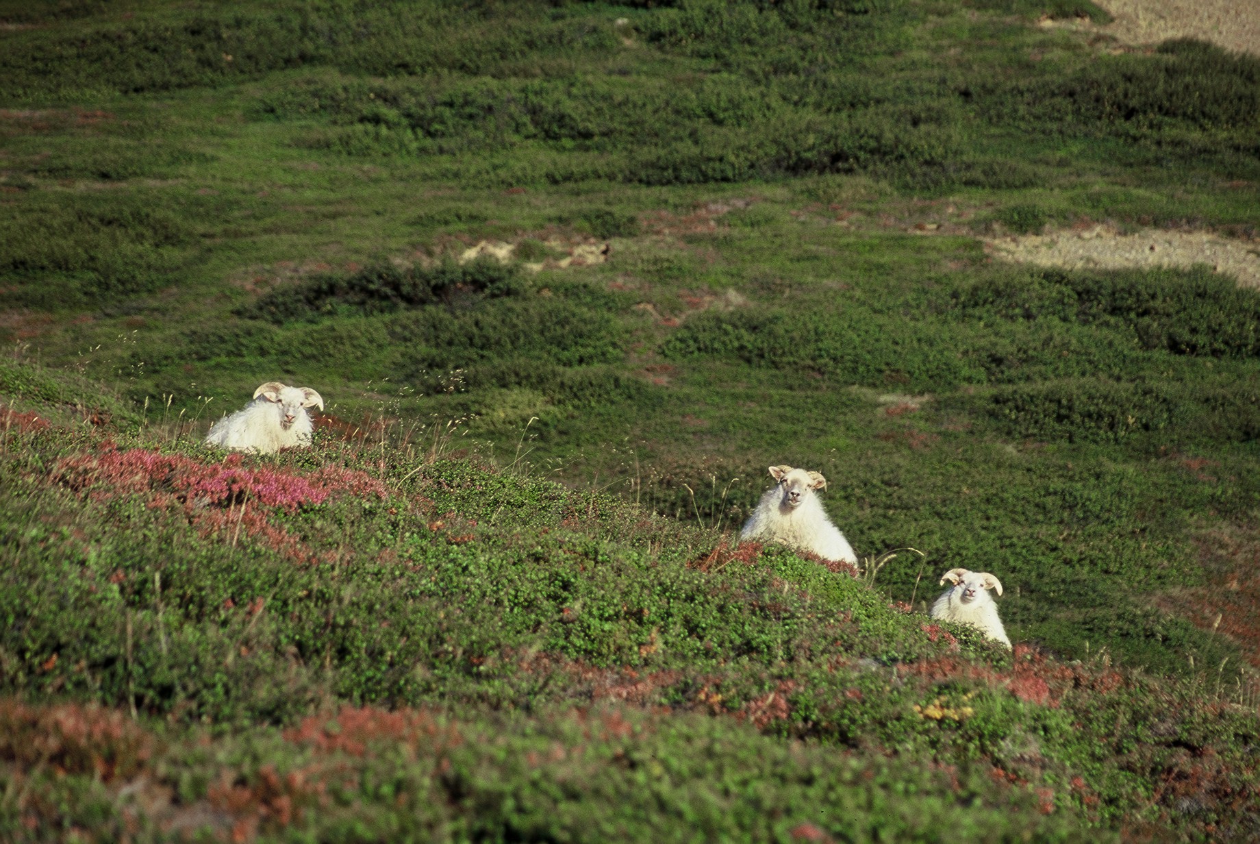 Bóndi kærður fyrir ofbeldi og hótun um ofbeldi
