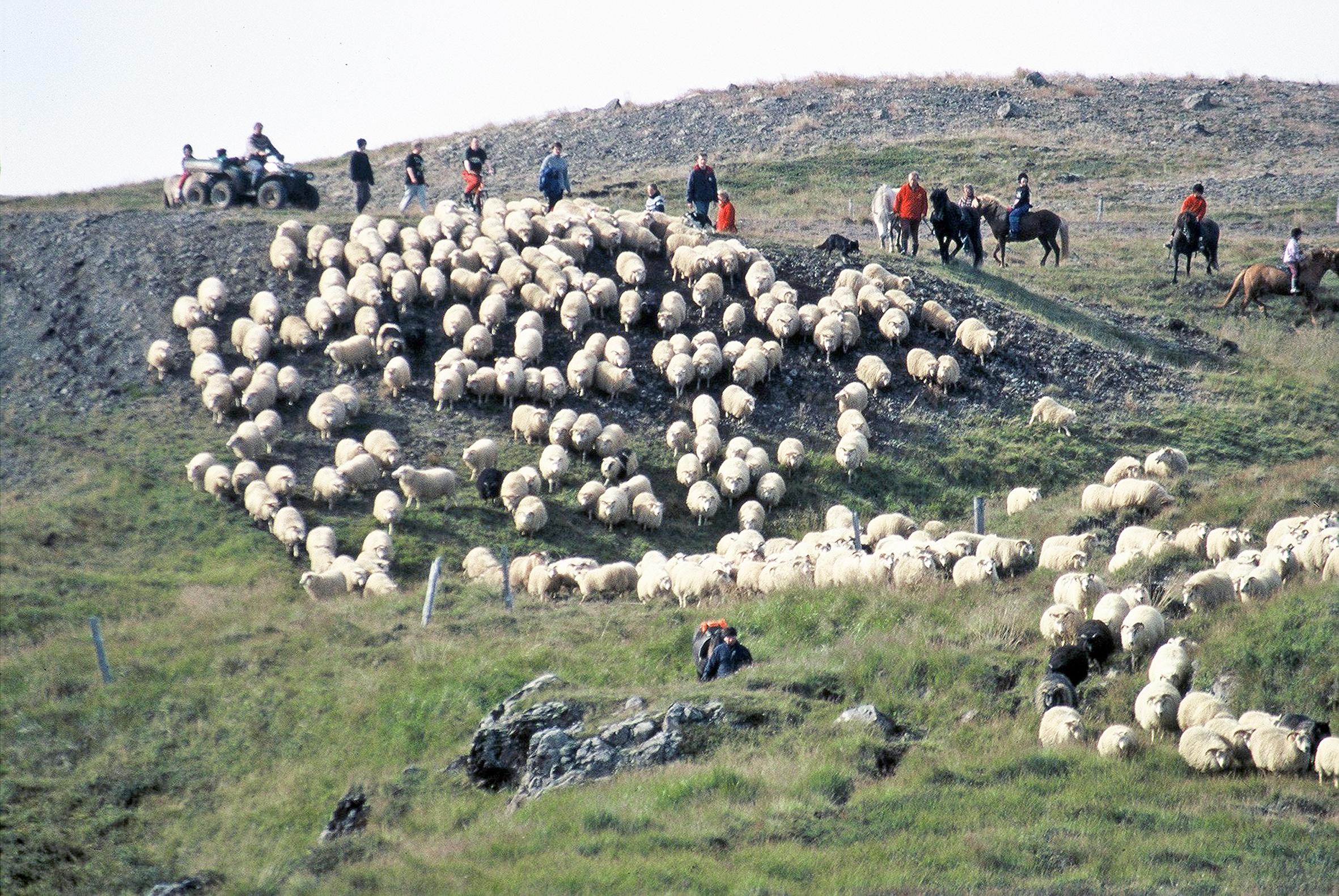 Landssamtök sauðfjárbænda sameinast Bændasamtökum Íslands 