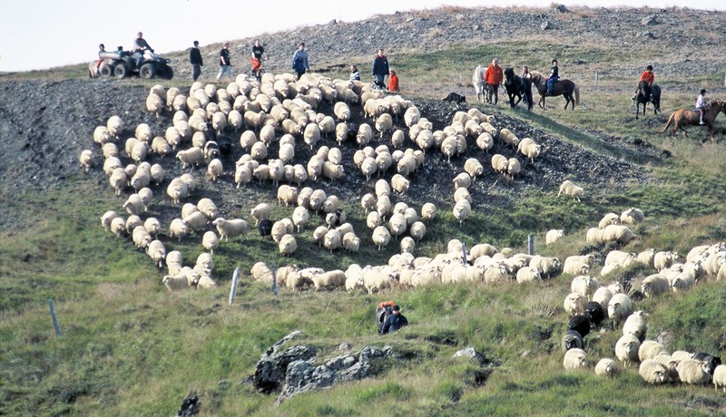 Landssamtök sauðfjárbænda sameinast Bændasamtökum Íslands