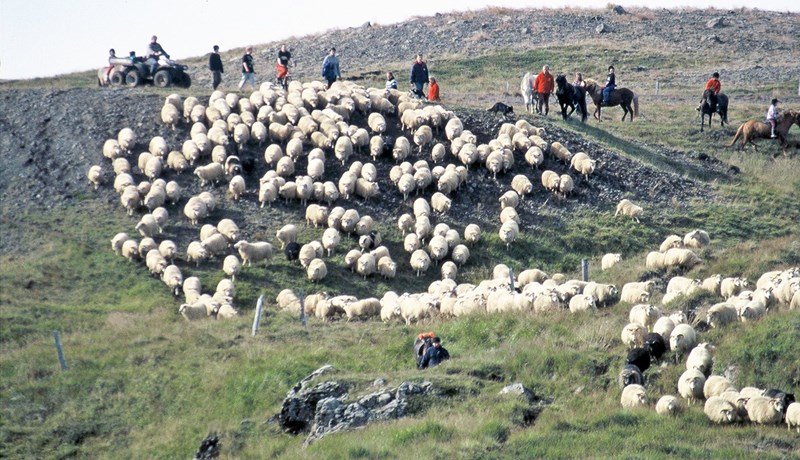 Auka þarf nýliðun í sauðfjárrækt