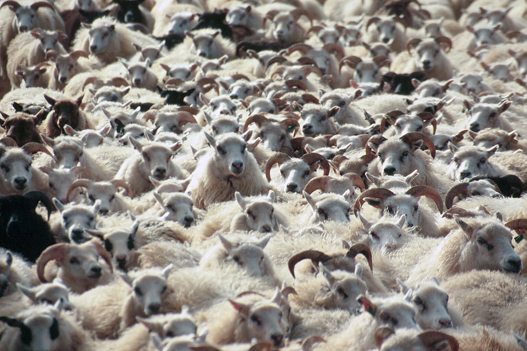 Um milljón fjár væntanlegt af fjalli í haust