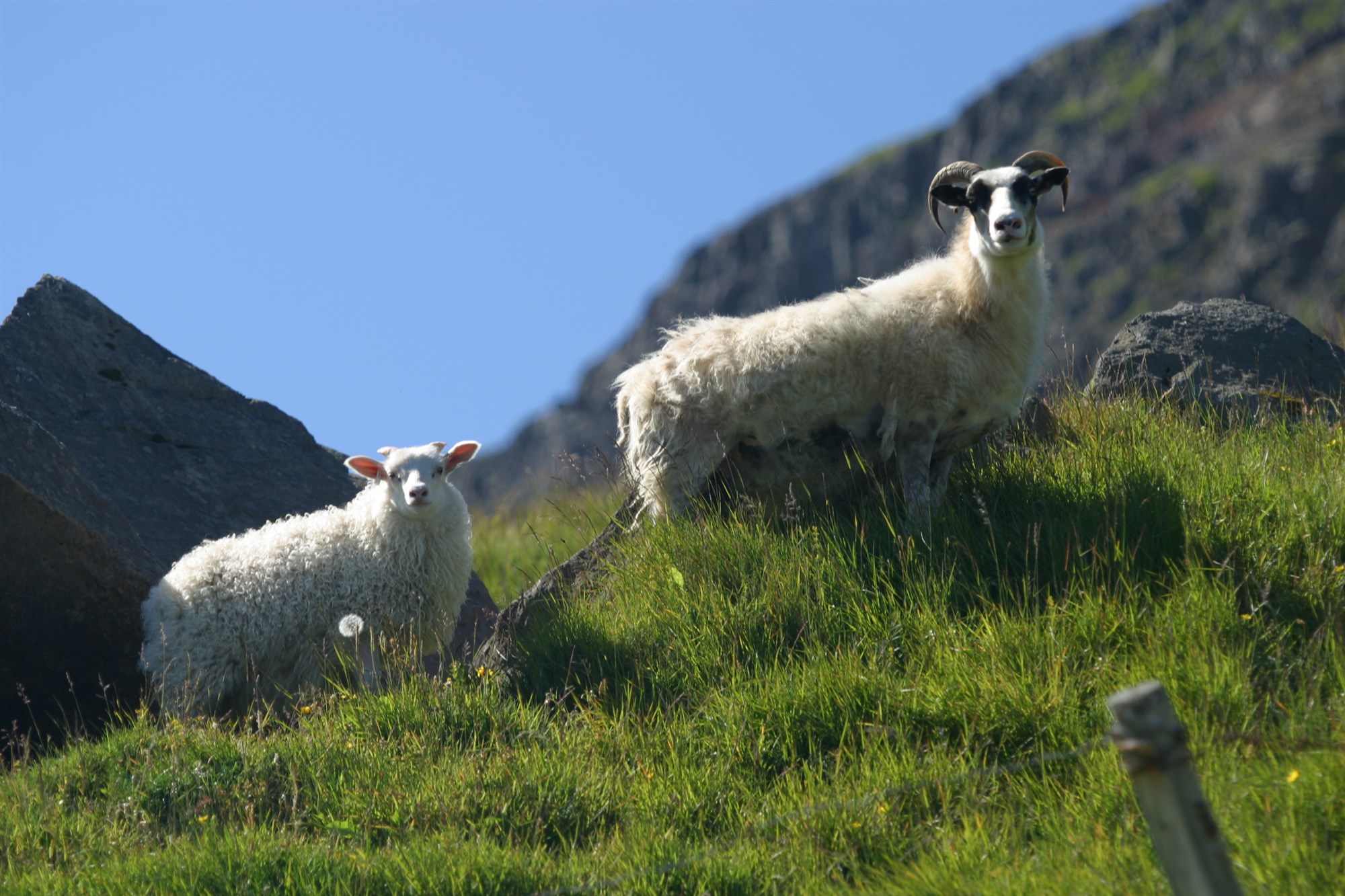 Ágangspeningur og uslagjald