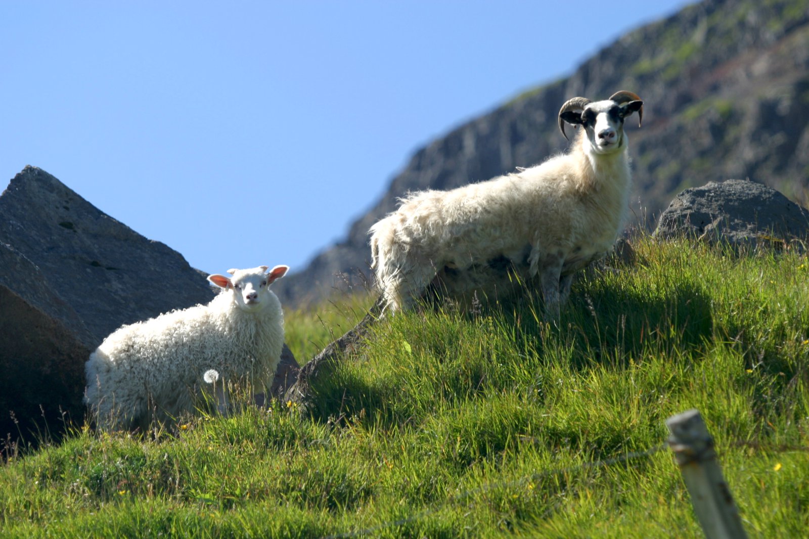Um sauðfjárskoðanir 2017
