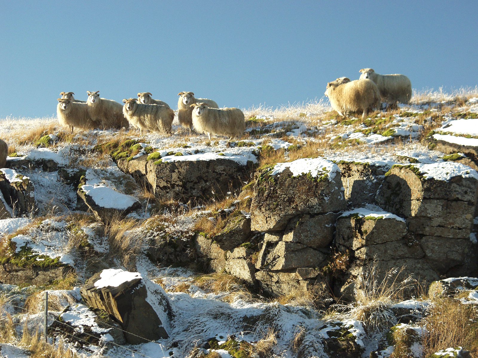 Bændur, blaðið og skörungar