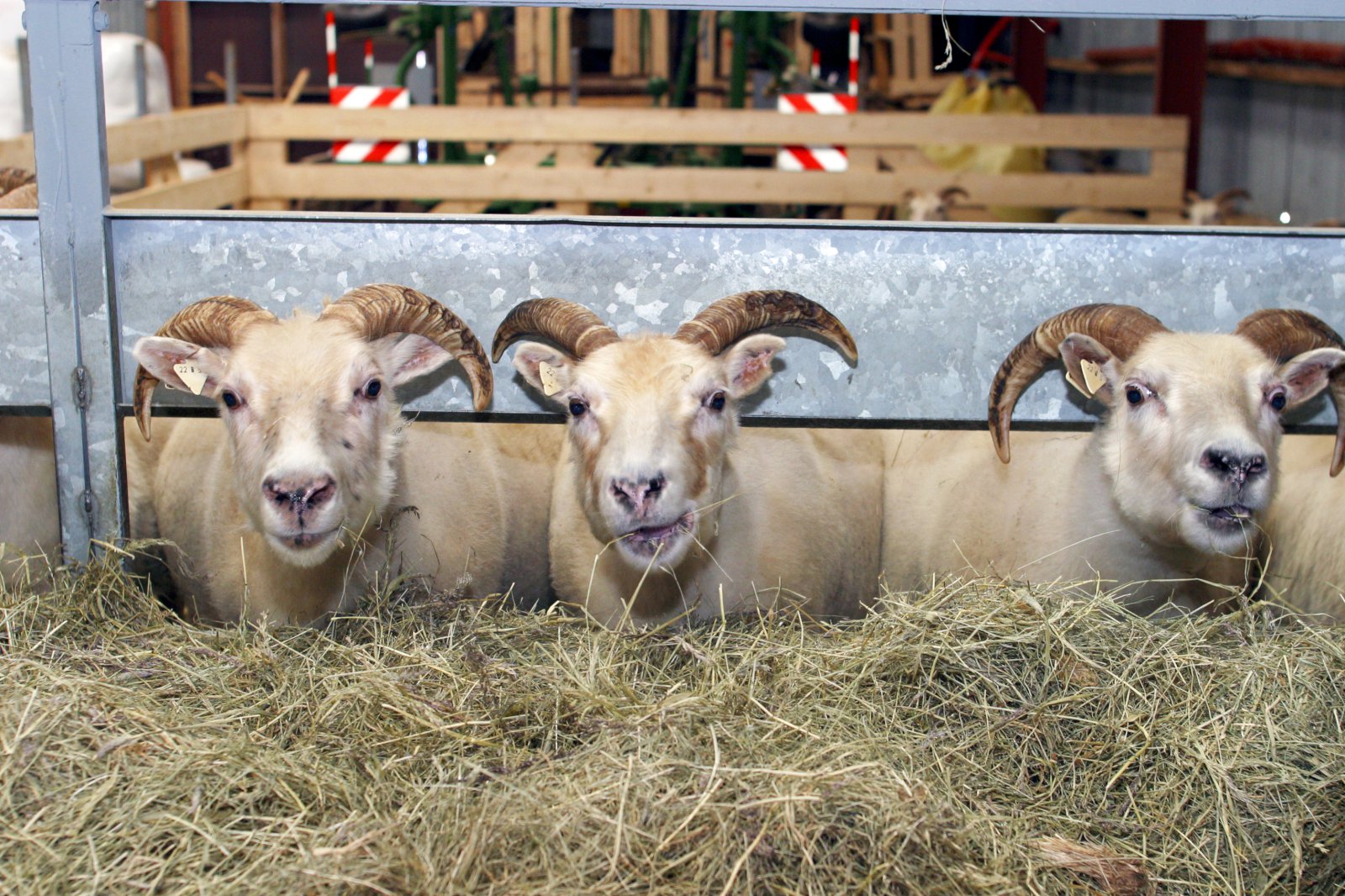 Sauðfé – allt nýtt nema jarmið