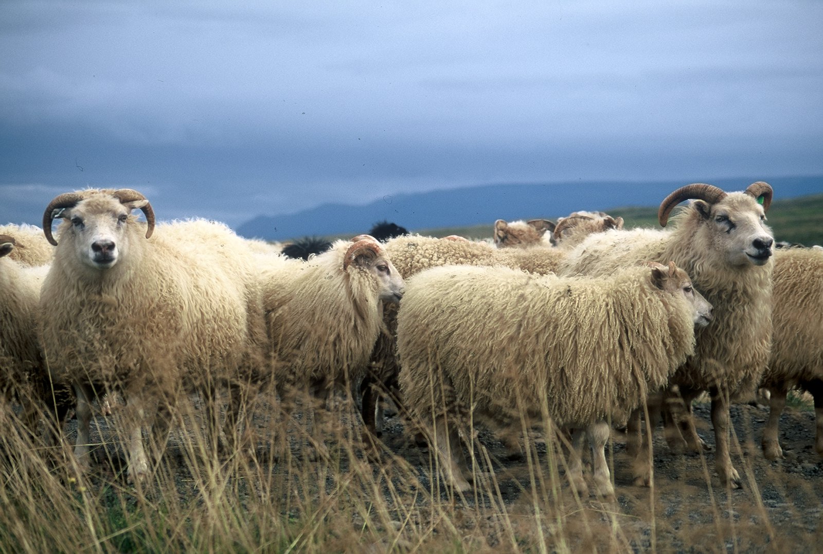 Samkeppni eða hagkvæmni?